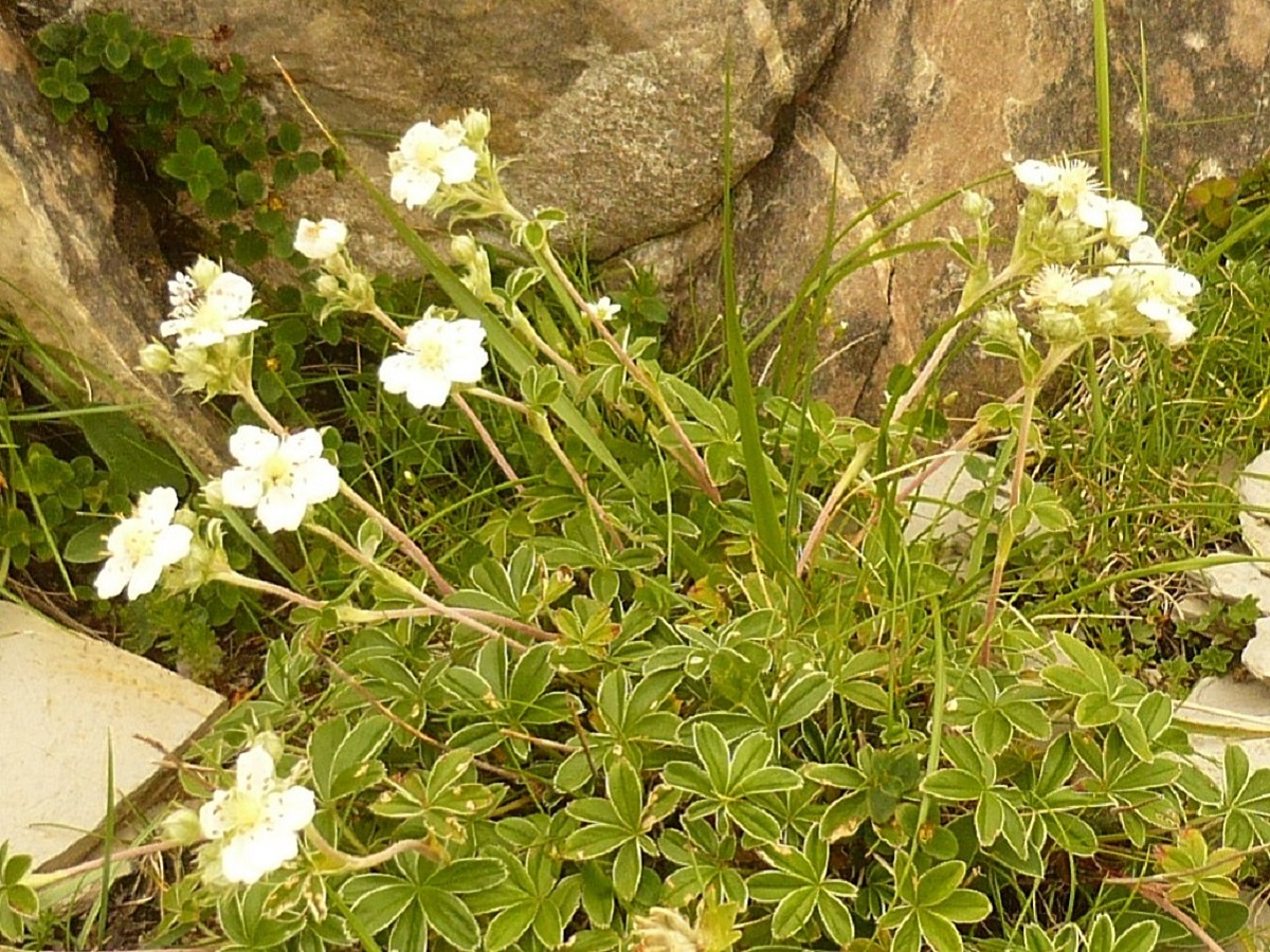 Potentilla alchimilloides (Rosaceae)